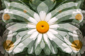 Interdimensional Daisy