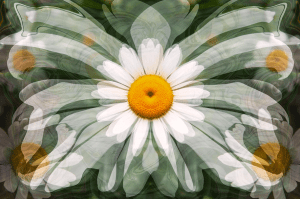 Interdimensional Daisy