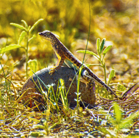 Soaking up the sun with bright yellow rays by @GrandCanyonPics #sun #soaking #bright