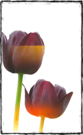 Tulip Photograph