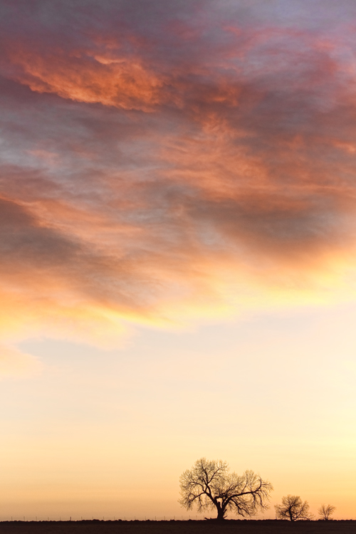  Three Trees Portrait Colorful Sky Stretched Canvas Print / Canvas Art