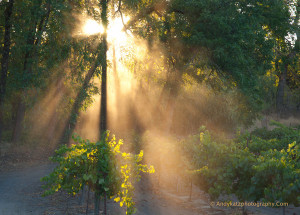 vinography_desktop_heavenly_light-thumb-600x430-742