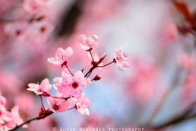 1898232_545162518916023_1918410322_n