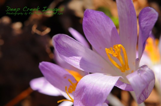 rob paine first spring crocus