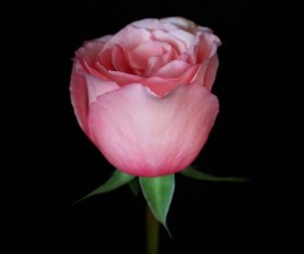 Pink Rosebud