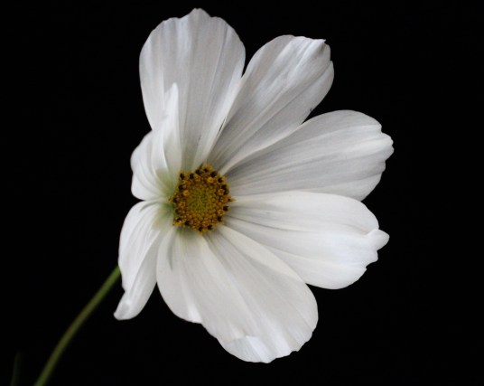 White Cosmos Flower