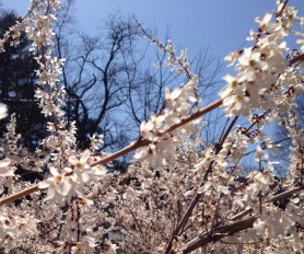 spring blooming bush