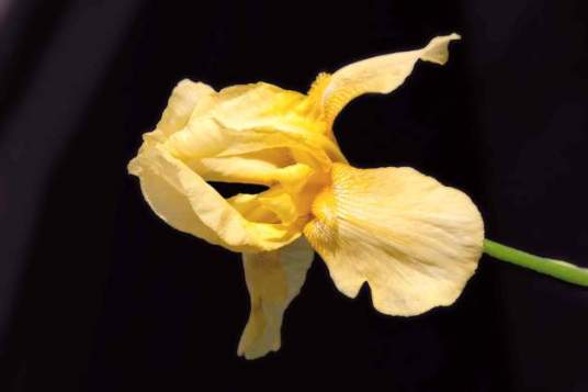 Iris yellow low res