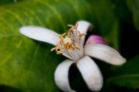 Lemon blossom and bud low res