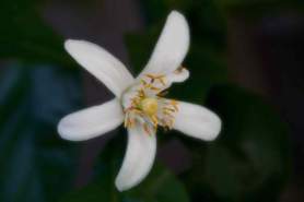 Lemon blossom single low res