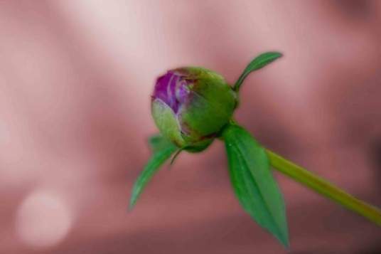 Peonie bud low res