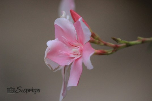 PicsArt_1396631800240