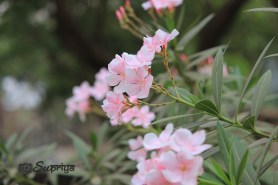 PicsArt_1396631905990