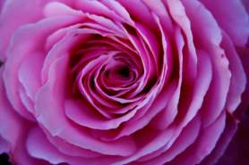 Rose pink fluffy 5 low res