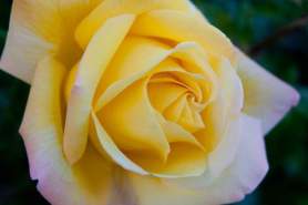 Rose yellow low res