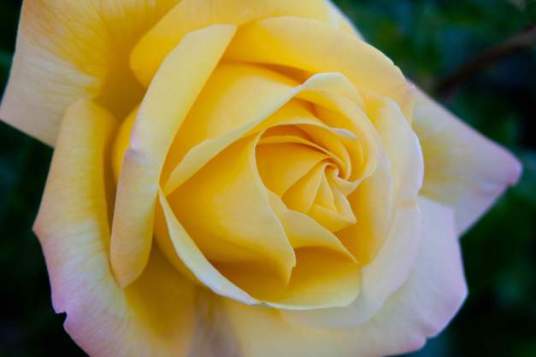Rose yellow low res