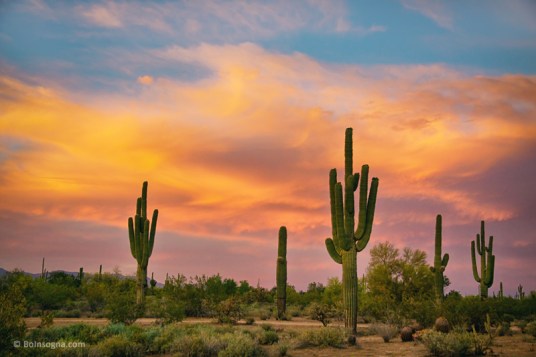 Saguaro Desert Life