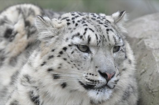 snow-leopard-1