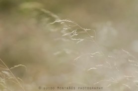 11210127_12332350_lz