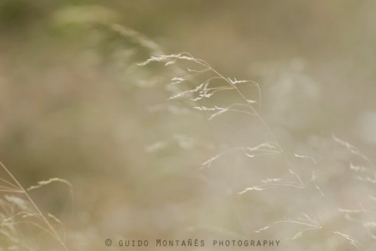 11210127_12332350_lz