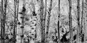 11449876_16018657_lz