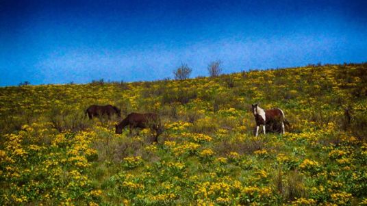 Horses on a Hillside Landscape Art by Omaste Witkowski owFotoGrafik.com
