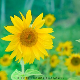 11727607_15278882_lz