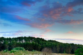 11837950_10696933_lz