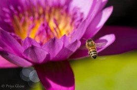In Search Of Waterlily Pollen