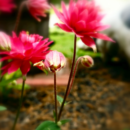 wp-1403839922628 image