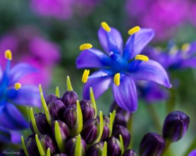 Portuguese Squill, Up Close And Personal