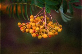 Bright Bursting Berries Garden Art by Omaste Witkowski owFotoGrafik.com