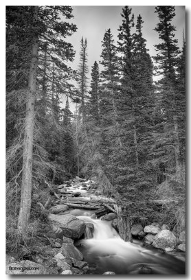  Colorado Rocky Mountain Flowing Stream BW