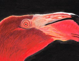 FlamingoClose