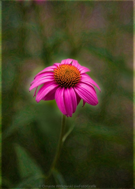 Pink Echinacea Digital Flower Photo.Painting Composite Artwork by Omaste Witkowksi owFotoGrafik.com