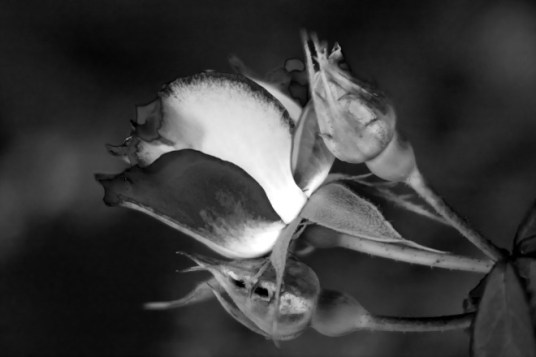 Rose and buds 2 bw