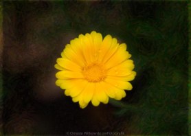 Wet Petals and Painted Dreams Abstract Flower Art by Omaste Witkowski