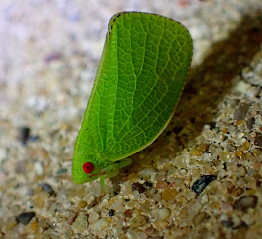 Planthopper. Enlightenment personified (2). Photo by Thomas Peace 2014