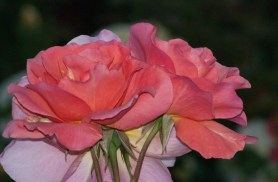 2 Quote A Flower Daily - Roses