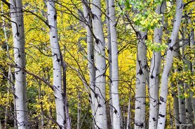 Aspen Splendor  Photography Prints
