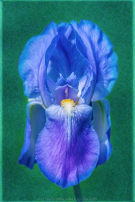 Beckoning Blue Iris Abstract Garden Art by Omaste Witkowski owFotoGrafik.com