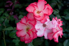 Betty boop cluster rain