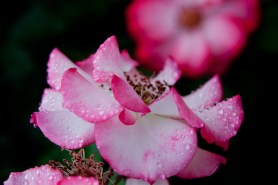 Betty boop raindrops 3