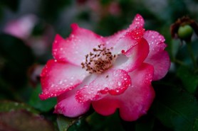 Betty boop raindrops