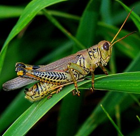 Male Differential Grasshopper.  Photo by Thomas Peace 2014