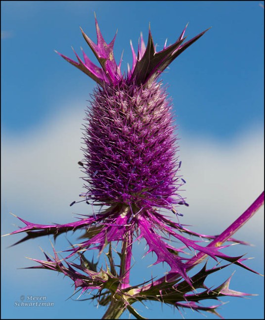Eryngo Flower Head 5242
