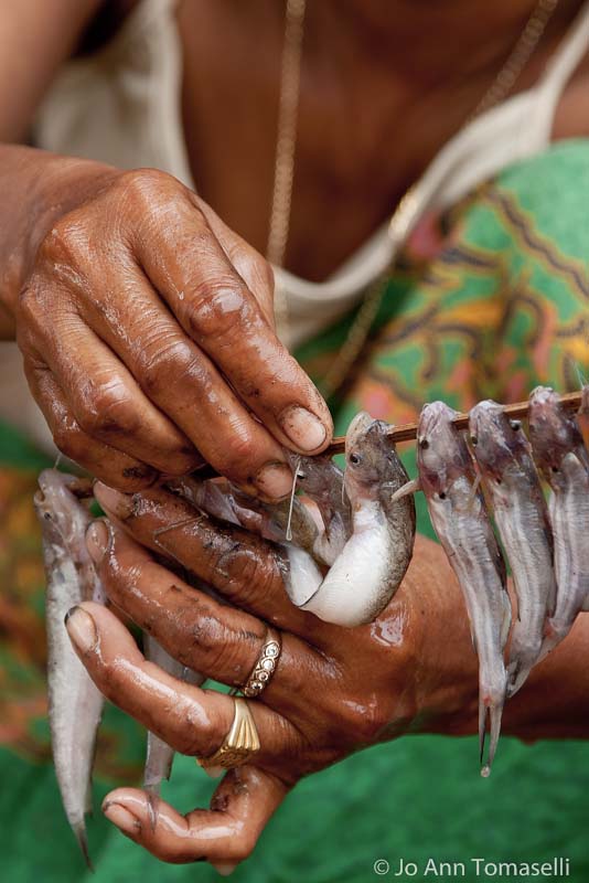 best buy Fine Art Travel Photography Fish Stick image art