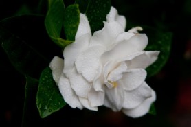 Gardenia rainsdrops