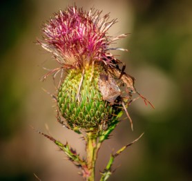 IMG_8330 (1280x1207)