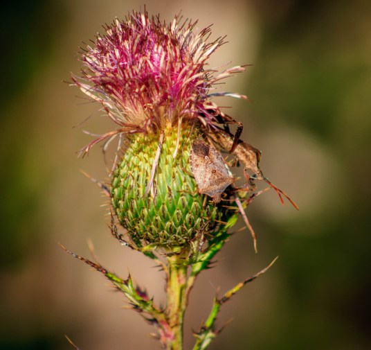 IMG_8330 (1280x1207)